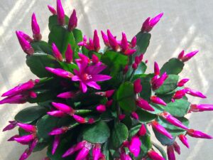 Pink Christmas cactus