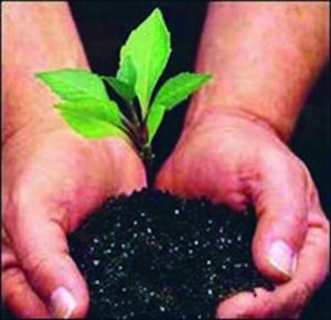 Cover photo for Plant a Tree on Arbor Day