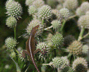 Carolina anole on rattlesnake master.