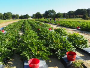 Cover photo for 2023 North Carolina Zucchini Squash Cultigen Evaluation Study Now Available