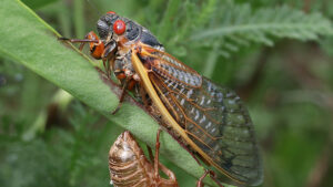 Cover photo for Cicadas, Katydids, & Crickets