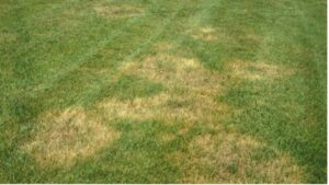 Brown patch in Tall Fescue