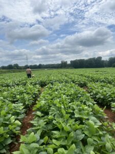 Cover photo for 2024 Soybean Microbial Product Trials