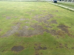 Cover photo for Record Heat for Most of NC = Ugly Creeping Bentgrass and Tall Fescue